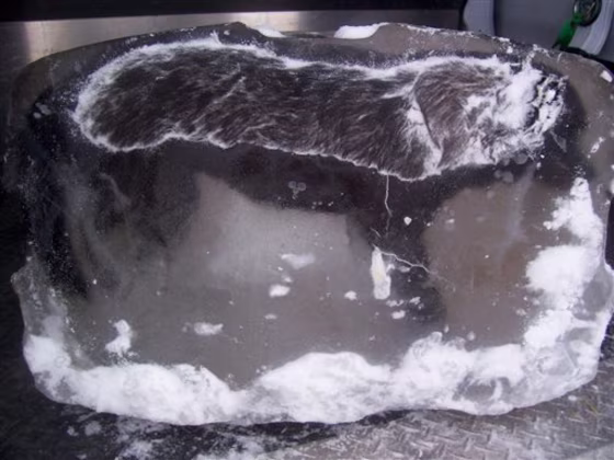 The British Columbia SPCA launches a cruelty investigation after a Dawson Creek resident found the body of a dead dog encased in a block of ice left on his front lawn. The homeowner made the discovery Jan. 15, but Marcie Moriarty, a spokeswoman for the SPCA's cruelty investigations. said the resident doesn't know the dog or any reason why the ice block would be left on his property. Investigators are also trying to determine the cause of death. 